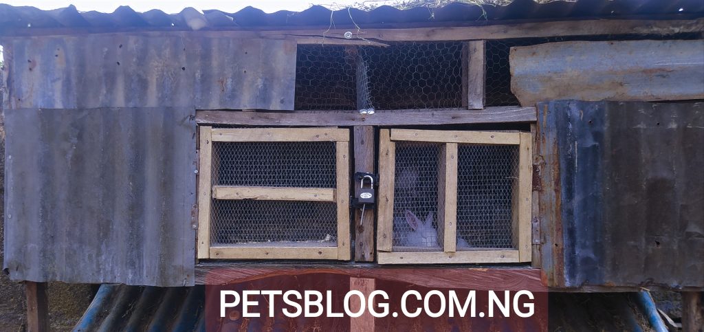 local rabbit cage