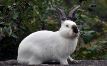 California Rabbit Breed