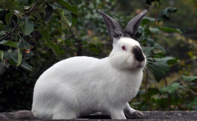 California Rabbit Breed
