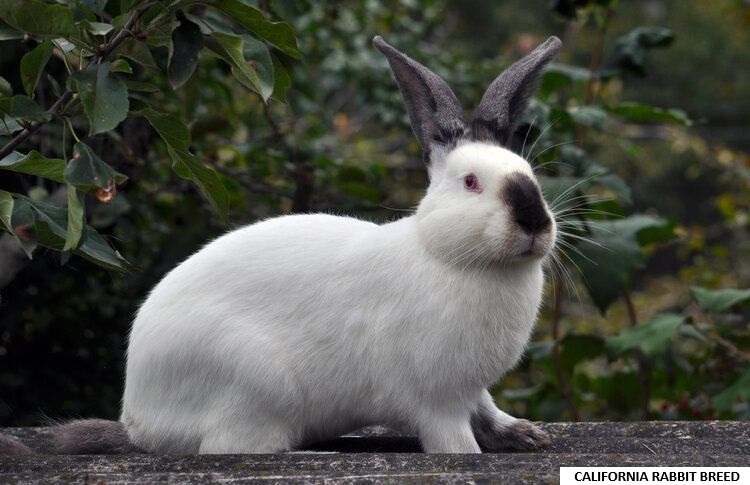 California Rabbit Breed