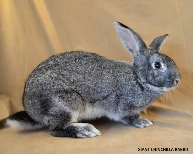 Chinchilla Rabbit Breed