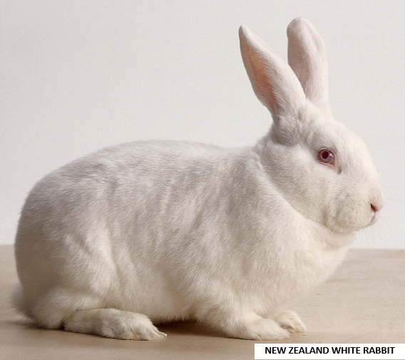 New Zealand White Rabbit