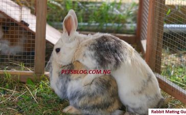 how rabbit mating works