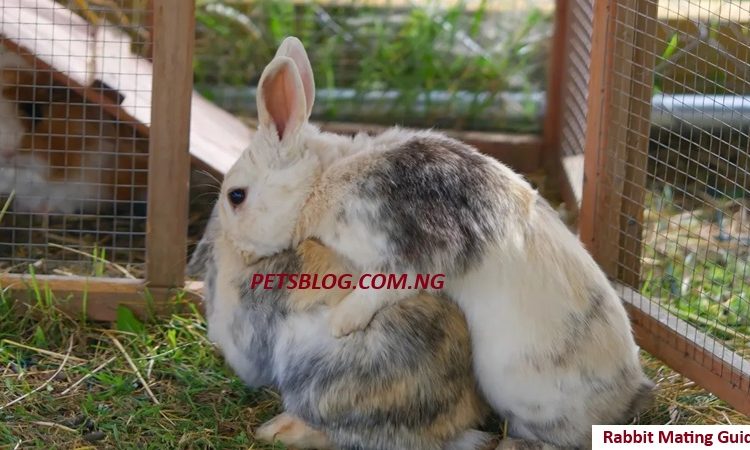how rabbit mating works