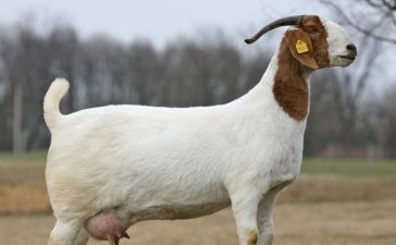 bring female goat into heat, how to make a doe come in heat, stimulate heat in goats naturally, goat heat cycle nutrition, feeding goats for breeding, fertility diet for goats, herbal remedies for goat estrus, natural ways to induce goat heat