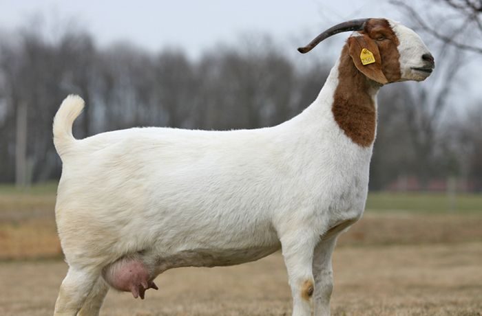 bring female goat into heat, how to make a doe come in heat, stimulate heat in goats naturally, goat heat cycle nutrition, feeding goats for breeding, fertility diet for goats, herbal remedies for goat estrus, natural ways to induce goat heat