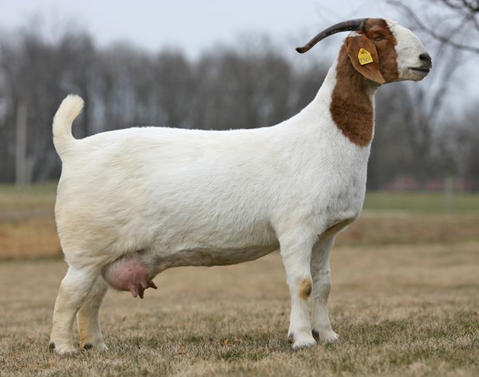 Boer Goat Female