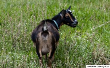 bring female goat into heat, how to make a doe come in heat, stimulate heat in goats naturally, goat heat cycle nutrition, feeding goats for breeding, fertility diet for goats, herbal remedies for goat estrus, natural ways to induce goat heat